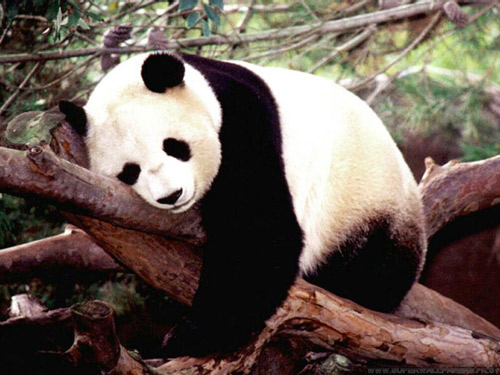 c912909201005panda.jpg