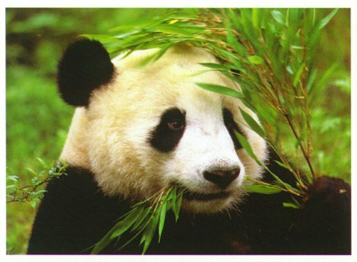 eaf2909201007panda.jpg