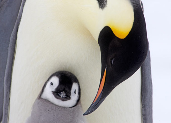 Phát hiện chim cánh cụt trắng cực hiếm đầu tiên ở quần đảo Galapagos - HỘI  KỶ LỤC GIA VIỆT NAM - TỔ CHỨC KỶ LỤC VIỆT NAM(VIETKINGS)