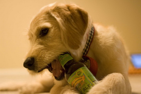 Chó uống bia: Chó cũng có thể yêu thích bia, đặc biệt khi chúng được chuẩn bị đúng cách. Hãy xem hình ảnh về chó uống bia tại đây để cảm nhận phần tình cảm và niềm vui chung tay thưởng thức một ly bia mát mẻ.