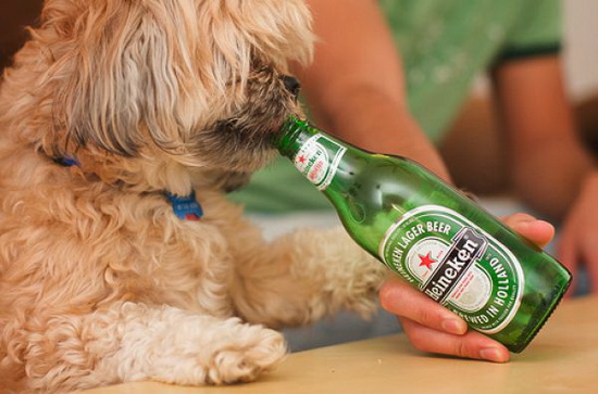 Bạn có biết chó cũng có thể uống bia? Đây là một trải nghiệm thu hút, hãy xem hình ảnh này để tìm hiểu tại sao chúng lại có cảm giác thích thú khi thưởng thức loại đồ uống này.