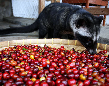 scaryfoods1kopiluwak.jpg