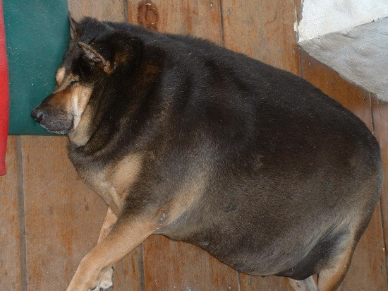 Bạn đã từng ngắm nhìn một chú chó béo ngộ nghĩnh đến mức không thể rời mắt? Hãy xem hình của chú chó béo cute này và cảm nhận sự đáng yêu của nó.