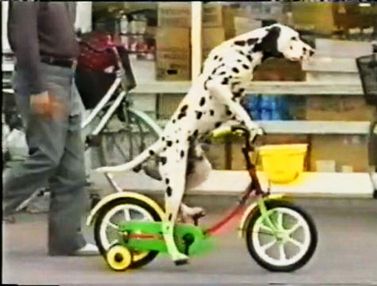 Chó đạp xe: Hãy cùng theo dõi hình ảnh này để xem một chú chó đáng yêu đã học cách đạp xe và cùng chủ nhân khám phá những nơi mới. Sự thông minh và đáng yêu của chó sẽ khiến bạn cảm thấy thích thú.