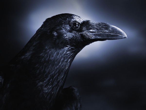 Bức ảnh con quạ đen gây hoang mang MXH đến cả Google cũng dính cú lừa