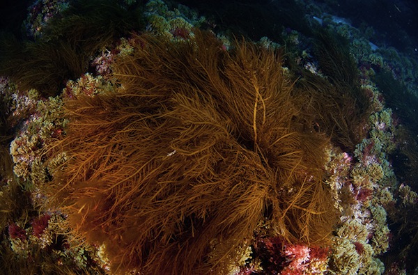 Сложные водоросли. Бурая водоросль (Macrocystis pyrifera),. Бурые водоросли algae. Макроцистис индийский океан. Бурые ламинарии Тихого океана.