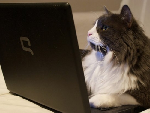 Mèo vốn là động vật vô cùng dễ thương và mê hoặc, khi kết hợp với công nghệ máy tính, chúng ta sẽ được trải nghiệm nhiều cuộc phiêu lưu thú vị trong thế giới ảo. Hãy xem ngay hình ảnh liên quan đến từ khoá này để tìm hiểu thêm về niềm đam mê này.