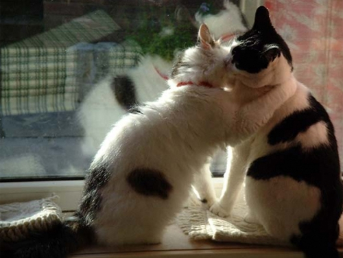 Điều gì có thể đáng yêu hơn khi hai chú mèo đáng yêu mê mẩn hôn nhau? Hãy để hình ảnh của chúng khiến bạn cười và cảm nhận được tình yêu và sự thân ái của những chú mèo này.