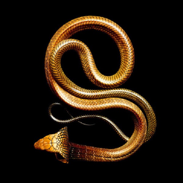 Hết hồn với loài rắn đẹp nhất và cực độc này