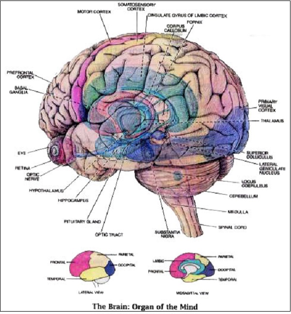 Bức hình bật mí bạn có não bộ của nam hay nữ