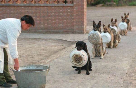 Với hình ảnh chó cảnh sát ăn cơm, bạn sẽ thấy sự tận tụy và trung thành của những chú chó được đào tạo để bảo vệ cuộc sống của con người. Bạn sẽ thấy một bữa ăn đầy đủ và thực sự cần thiết cho những anh hùng bốn chân này.