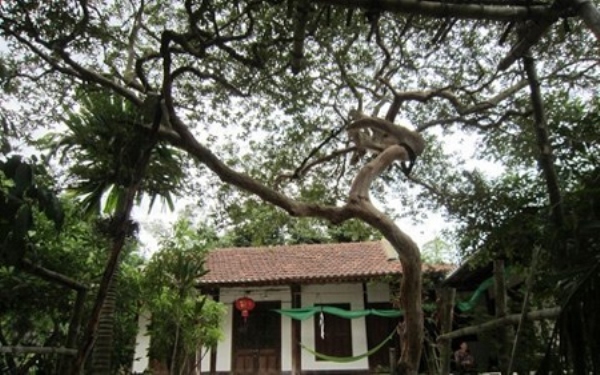 chiem-nguong-cay-oi-la-gia-hang-tram-trieu-dong