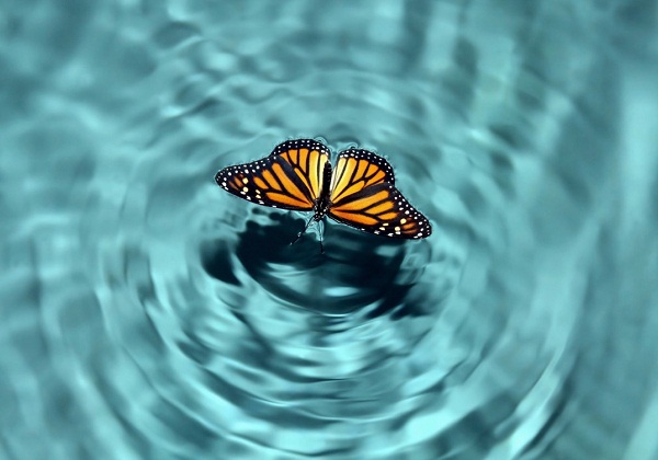 Tìm lời giải đơn giản về "hiệu ứng cánh bướm" 