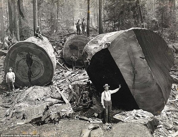 "Khai quật" ảnh chặt phá rừng khổng lồ thời xưa 2