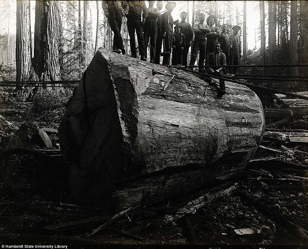 "Khai quật" ảnh chặt phá rừng khổng lồ thời xưa 4