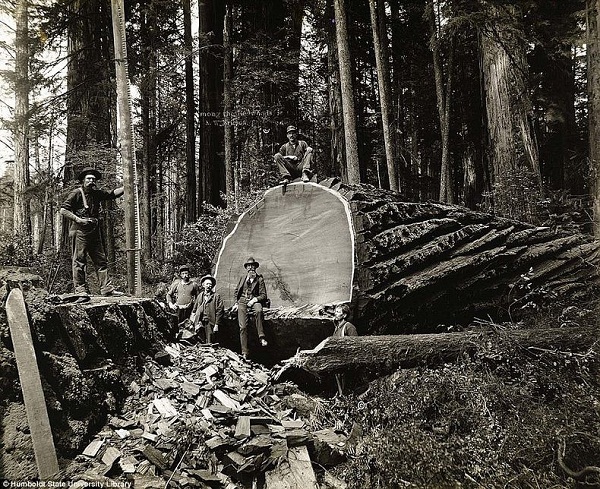 "Khai quật" ảnh chặt phá rừng khổng lồ thời xưa 6