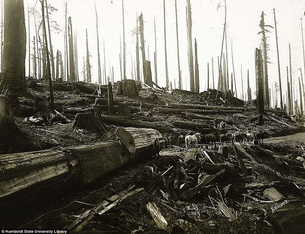 "Khai quật" ảnh chặt phá rừng khổng lồ thời xưa 10