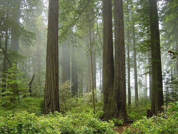 "Khai quật" ảnh chặt phá rừng khổng lồ thời xưa 11