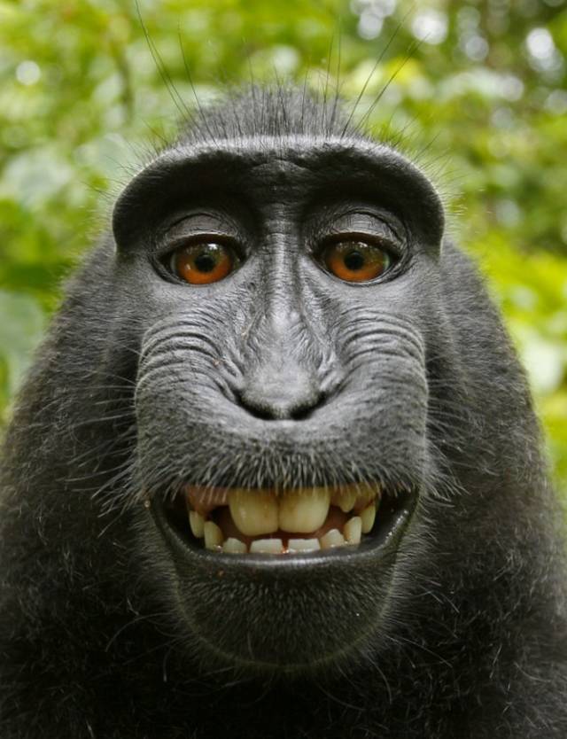 Hãy cùng khám phá khoảnh khắc đáng yêu của khỉ trong ảnh tự sướng, chúng ta sẽ được chứng kiến những biểu cảm hài hước và đáng yêu khi chúng tạo dáng với máy ảnh.
