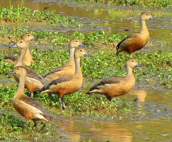 Bắc kim thang cà lang bí rợ