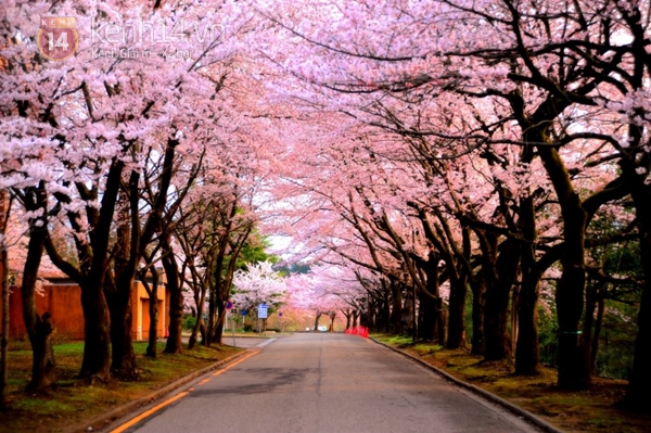 Với ảnh hoa anh đào đẹp, bạn sẽ được đắm mình trong khung cảnh mang đậm nét đẹp truyền thống của đất nước Nhật Bản. Những cánh hoa tím hồng nhiều tình cảm sẽ ngập tràn không gian quanh bạn, tạo nên một không khí xanh sạch, tươi mới và đầy sức sống.