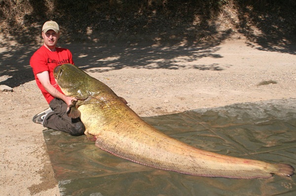 bat-ngo-cau-duoc-ca-tre-nang-hon-100kg