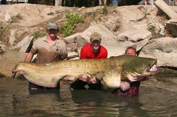 bat-ngo-cau-duoc-ca-tre-nang-hon-100kg