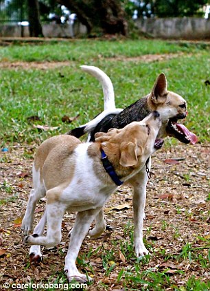 Dũng cảm cứu hai bé gái, chú chó bị "mất mõm" Dũng cảm cứu hai bé gái, chú chó bị "mất mõm"