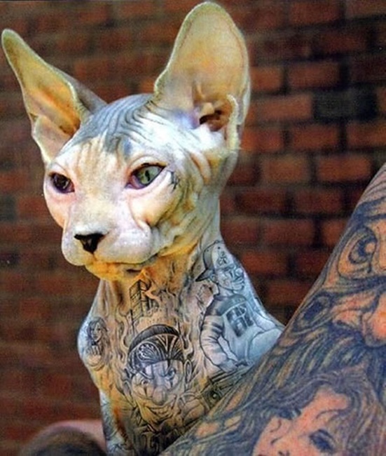 Mèo xăm SPHYNX - Quý ông Mèo Mặc vest - TooArt - Tattoo and Piercing Salon