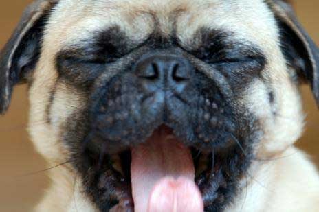 Động vật cũng... ngáp