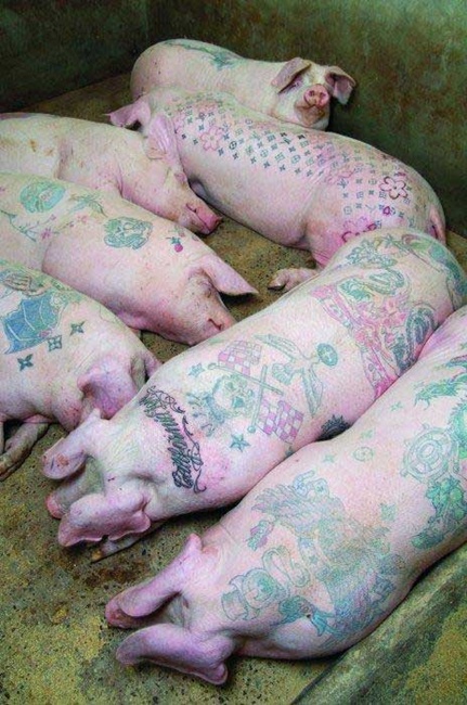 Lợn có hình xăm đang trở thành một phương tiện giao tiếp thú vị giữa người và động vật. Những hình xăm đầy tính sáng tạo mang đến sự mới lạ và độc đáo cho thế giới điêu khắc trên da. Hãy xem bức ảnh đầy màu sắc về một con lợn với hình xăm độc đáo để cảm nhận sự khác biệt này!