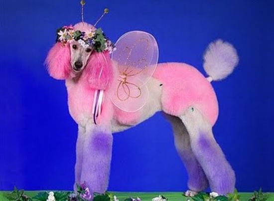 100721%20Cho%20Poodles%20bien%20hinh%2009.jpg