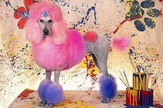 100721%20Cho%20Poodles%20bien%20hinh%2012.jpg