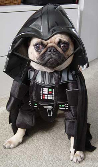 dog-costume-1.jpg