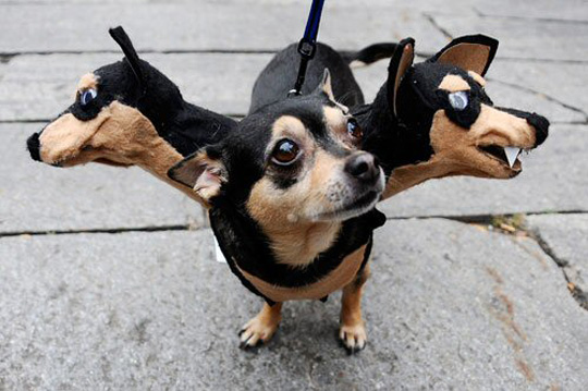dog-costume-12.jpg