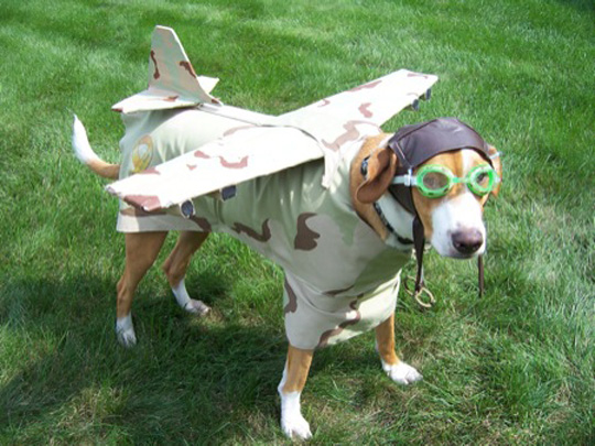 dog-costume-7.jpg