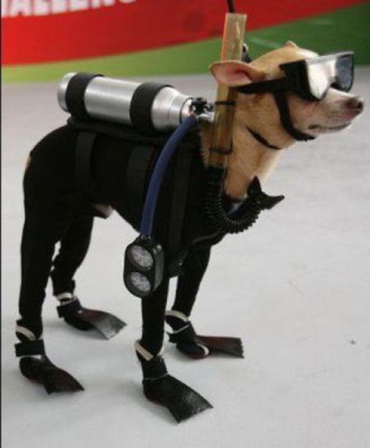 dog-costume-8.jpg