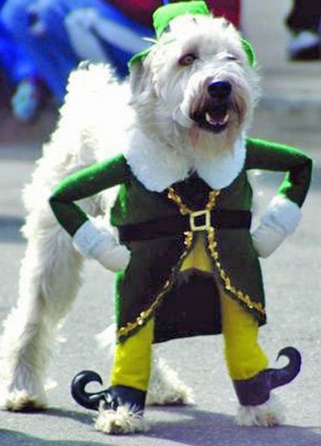 dog-costume-9.jpg