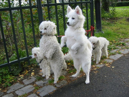 dogs_walking_14.jpg