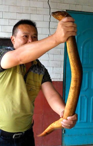 Con mương đầy "lươn thần" ở Trung Quốc