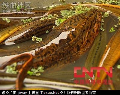 Con mương đầy "lươn thần" ở Trung Quốc
