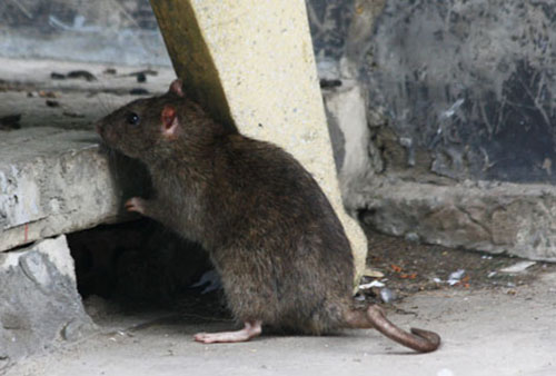 Cảnh giác khi chuột cống gây bệnh nguy hiểm 2