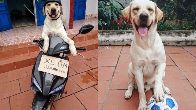 Tiết lộ thú vị về chú chó mắc võng ngủ trưa thảnh thơi nổi tiếng 