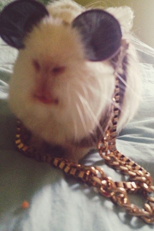 Chùm ảnh về 23 chú chuột Hamster dễ thương nhất thế giới