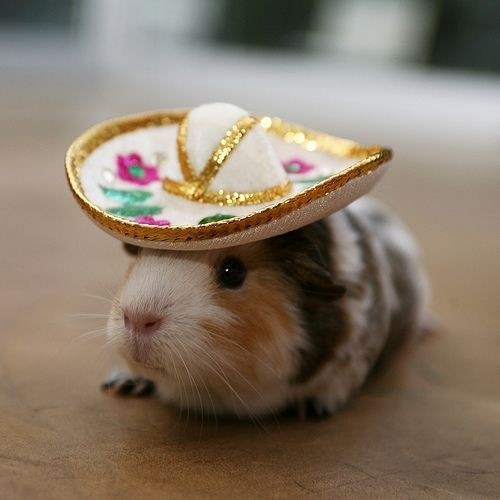 Chuột hamster: Hơn 24.860 hình minh họa và hình vẽ có sẵn miễn phí bản  quyền có thể cấp phép | Shutterstock