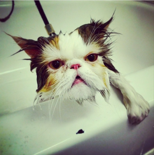 Dù chú mèo ghét tắm gội nhưng hình ảnh của chúng sẽ khiến bạn cười đến nghiêng ngã. Nét ngộ nghĩnh và dỗ dành trong lúc không muốn tắm gội sẽ khiến bạn đắm mình trong cảm giác vui vẻ.