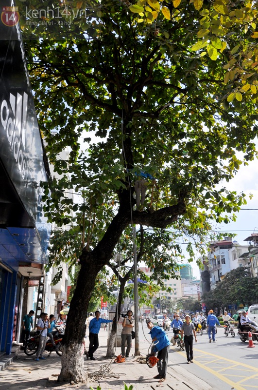 Hà Nội: Hàng loạt cây xanh trên đường Kim Mã được cắt bỏ và thay thế  7