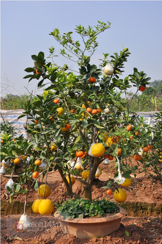 Hà Nội: Cận cảnh cây có 9 loại quả đón Tết Ất Mùi 3