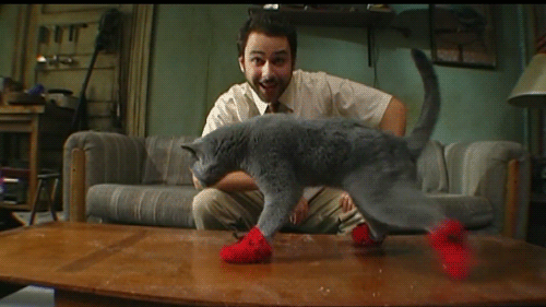 13 sản phẩm dành cho mèo siêu "dị" 19