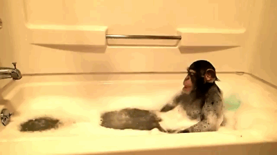Loài động vật nào thích tắm nhất nhỉ? 11